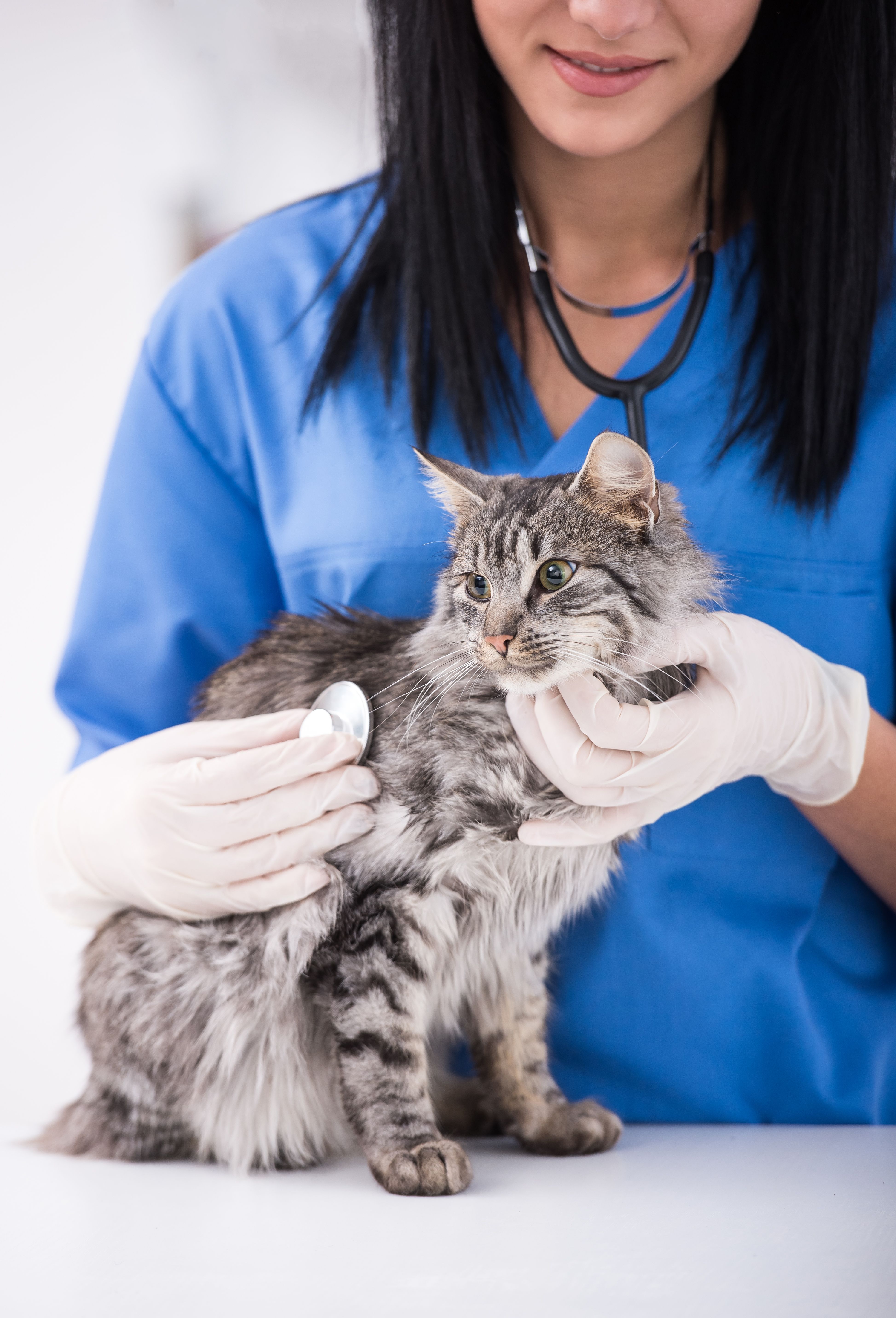 Dermatologia Felina