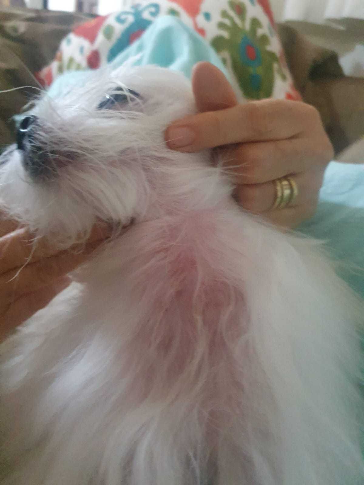 Consulta dermatológica veterinária